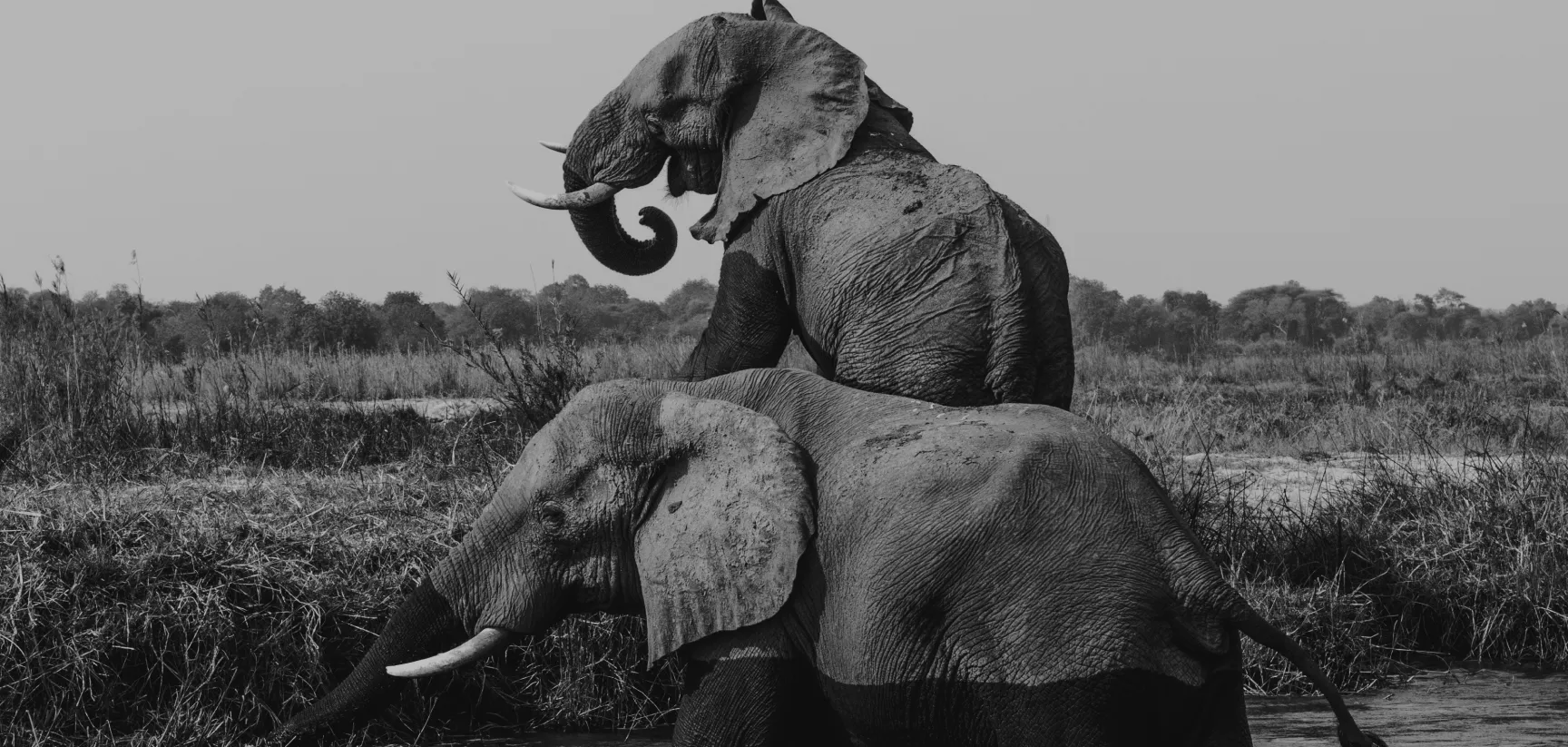 LOXODONTA Capital LOXODONTA Capital